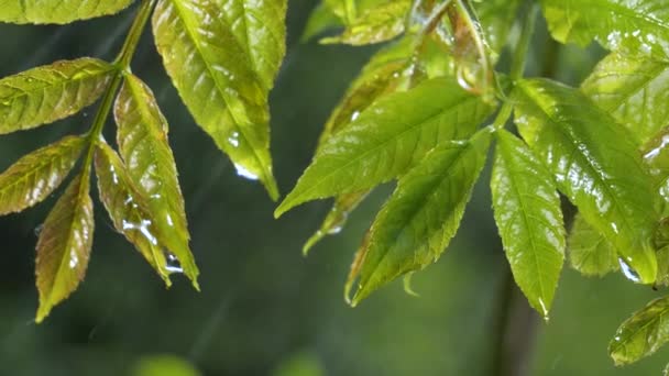 Foglia Verde Con Gocce Pioggia Estate Natura Sviluppa Nel Vento — Video Stock