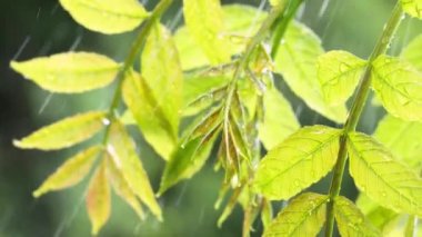 Doğada yaz aylarında yağmur damlaları ile yeşil yaprak rüzgar gelişir