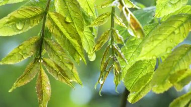 Doğada yaz aylarında yağmur damlaları ile yeşil yaprak rüzgar gelişir