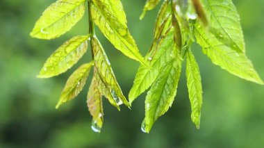 Doğada yaz aylarında yağmur damlaları ile yeşil yaprak rüzgar gelişir