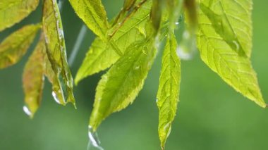 Doğada yaz aylarında yağmur damlaları ile yeşil yaprak rüzgar gelişir