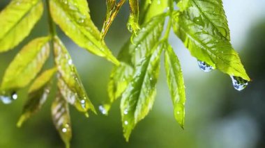 Doğada yaz aylarında yağmur damlaları ile yeşil yaprak rüzgar gelişir