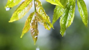 Doğada yaz aylarında yağmur damlaları ile yeşil yaprak rüzgar gelişir