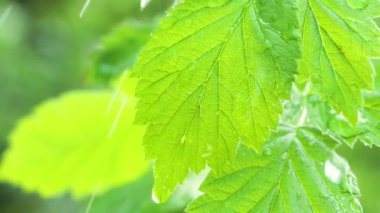 Doğada yaz aylarında yağmur damlaları ile yeşil yaprak rüzgar gelişir