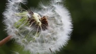 Tarlada yaz aylarında yeşil doğanın arka planda karahindiba