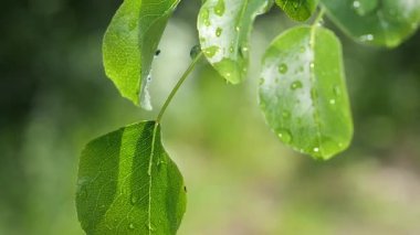 Doğada yaz aylarında yağmur damlaları ile yeşil yaprak rüzgar gelişir