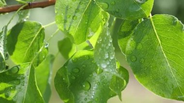 Doğada yaz aylarında yağmur damlaları ile yeşil yaprak rüzgar gelişir