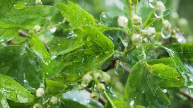Doğada yaz aylarında yağmur damlaları ile yeşil yaprak rüzgar gelişir