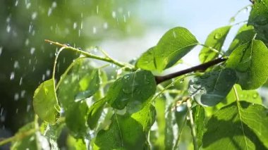 Doğada yaz aylarında yağmur damlaları ile yeşil yaprak rüzgar gelişir