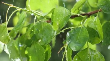 Doğada yaz aylarında yağmur damlaları ile yeşil yaprak rüzgar gelişir