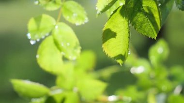Doğada yaz aylarında yağmur damlaları ile yeşil yaprak rüzgar gelişir