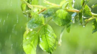 Yeşil çimenler yağmur damlalarıyla birlikte