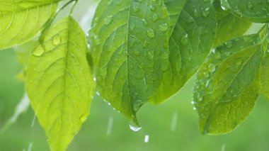 Doğada yaz aylarında yağmur damlaları ile yeşil yaprak rüzgar gelişir