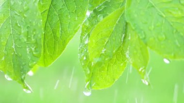 Doğada yaz aylarında yağmur damlaları ile yeşil yaprak rüzgar gelişir