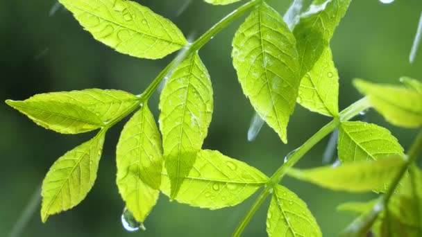 自然の夏に雨滴を持つ緑の葉は風の中で発達する — ストック動画