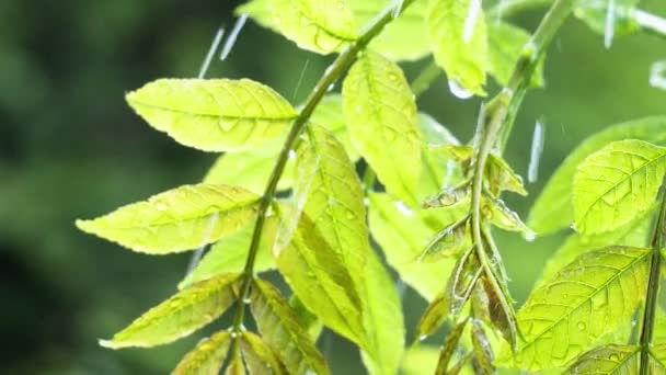 Foglia Verde Con Gocce Pioggia Estate Natura Sviluppa Nel Vento — Video Stock