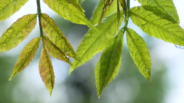 Folha Verde Com Gotas Chuva Verão Natureza Desenvolve Vento — Vídeo de Stock