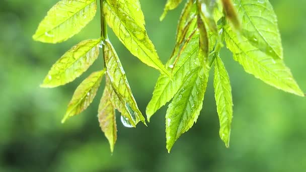 Grönt Blad Med Regndroppar Sommaren Naturen Utvecklas Vinden — Stockvideo