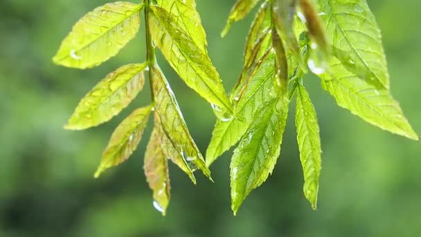 自然の夏に雨滴を持つ緑の葉は風の中で発達する — ストック動画