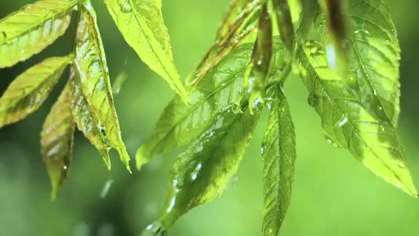 Groen Blad Met Regendruppels Zomer Natuur Ontwikkelt Zich Wind — Stockvideo