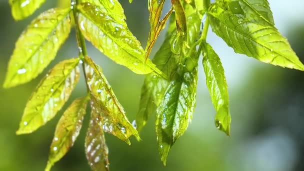 Зеленый Лист Каплями Дождя Летом Природе Развивается Ветру — стоковое видео