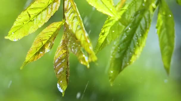 Grünes Blatt Mit Regentropfen Sommer Der Natur Entwickelt Sich Wind — Stockvideo
