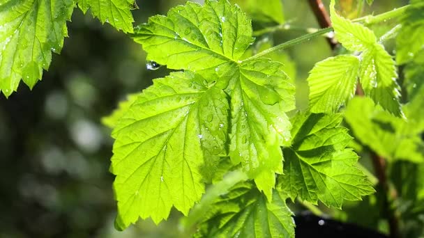 绿叶与雨滴在夏天在大自然中发展在风中 — 图库视频影像