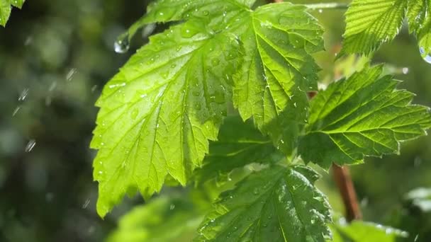 Groen Blad Met Regendruppels Zomer Natuur Ontwikkelt Zich Wind — Stockvideo