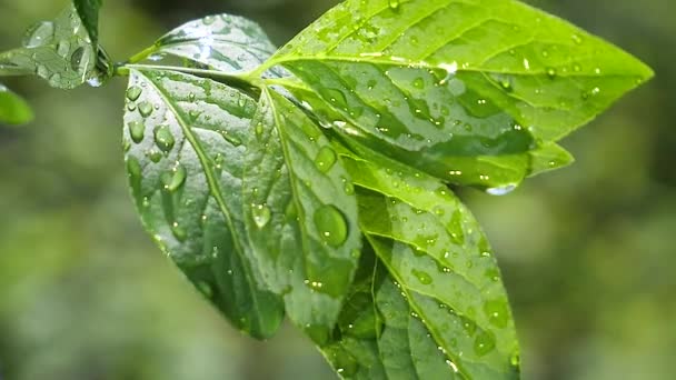 Groen Blad Met Regendruppels Zomer Natuur Ontwikkelt Zich Wind — Stockvideo