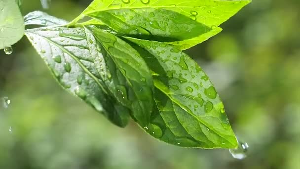 Groen Blad Met Regendruppels Zomer Natuur Ontwikkelt Zich Wind — Stockvideo