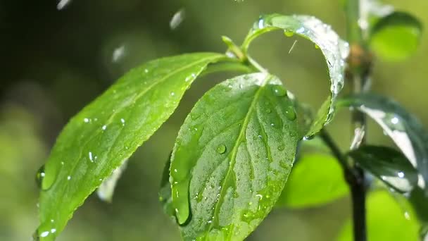 Groen Blad Met Regendruppels Zomer Natuur Ontwikkelt Zich Wind — Stockvideo