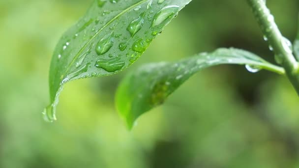 Zielony Liść Krople Deszczu Lecie Przyrodzie Rozwija Się Wiatr — Wideo stockowe
