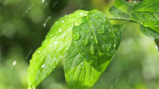 Hoja Verde Con Gotas Lluvia Verano Naturaleza Desarrolla Viento — Vídeo de stock