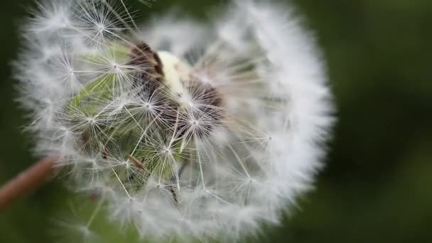 Dandelion Pozadí Zelené Přírody Létě Poli — Stock video