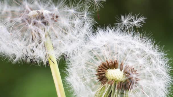 Dandelion Background Green Nature Summer Field — Stock Video