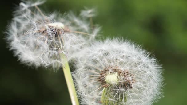 Dandelion Background Green Nature Summer Field — Stock Video