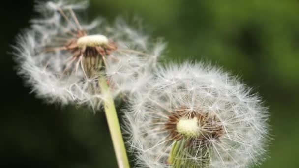 Dandelion Background Green Nature Summer Field — Stock Video