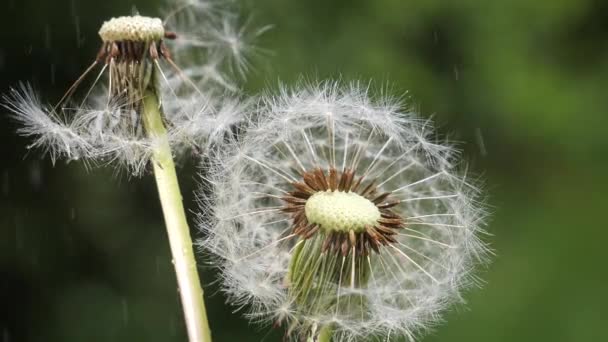 野性夏季绿色自然背景的蒲公英 — 图库视频影像