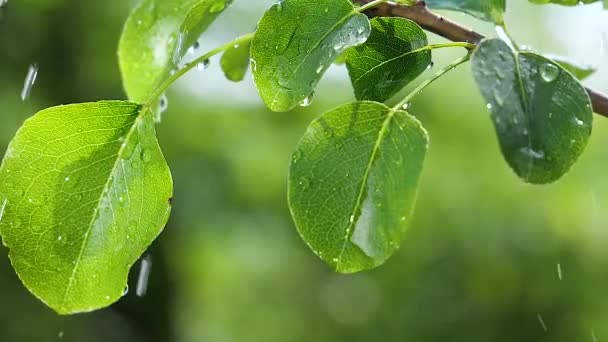 Hoja Verde Con Gotas Lluvia Verano Naturaleza Desarrolla Viento — Vídeo de stock