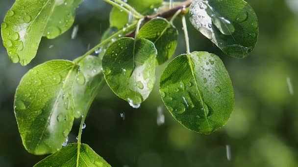 Grönt Blad Med Regndroppar Sommaren Naturen Utvecklas Vinden — Stockvideo