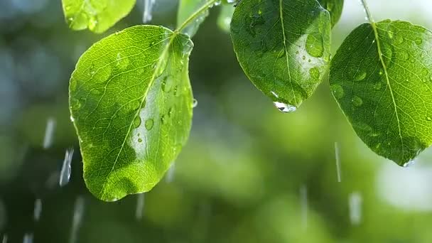 自然の夏に雨滴を持つ緑の葉は風の中で発達する — ストック動画