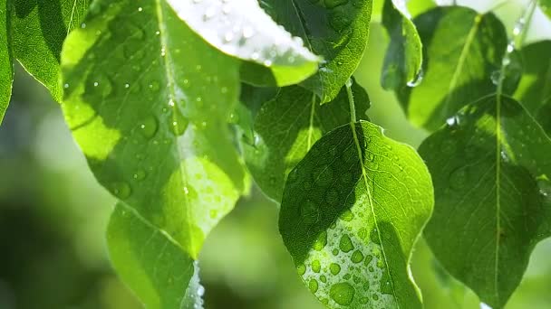 Grönt Blad Med Regndroppar Sommaren Naturen Utvecklas Vinden — Stockvideo