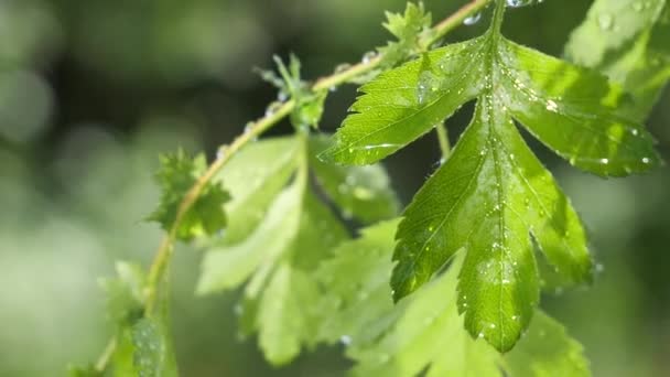 Groen Blad Met Regendruppels Zomer Natuur Ontwikkelt Zich Wind — Stockvideo