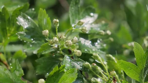 自然の夏に雨滴を持つ緑の葉は風の中で発達する — ストック動画