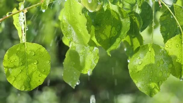 Green Leaf Raindrops Summer Nature Develops Wind — Stock Video