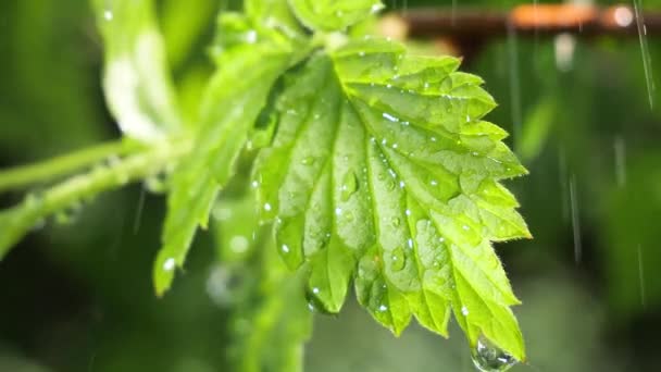 Groen Blad Met Regendruppels Zomer Natuur Ontwikkelt Zich Wind — Stockvideo