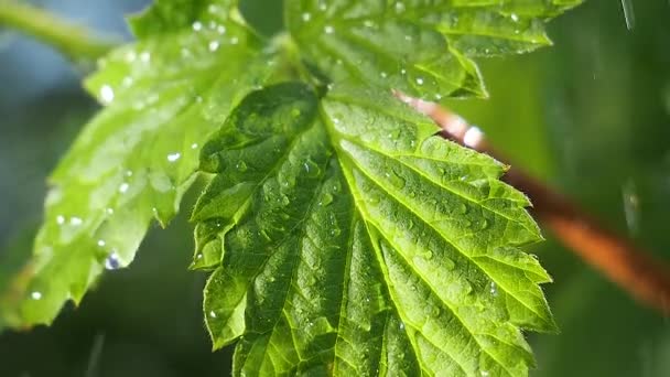 Green Leaf Raindrops Summer Nature Develops Wind — Stock Video