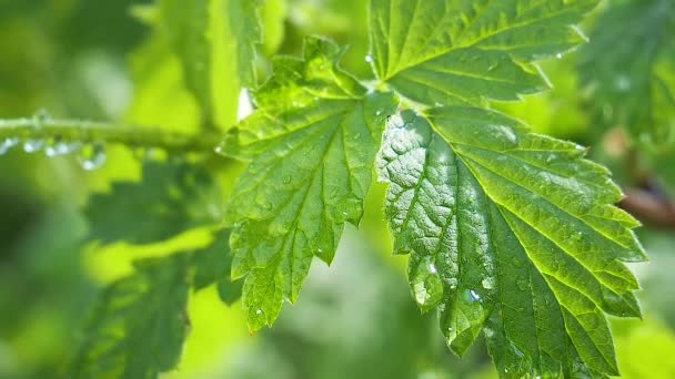 Folha Verde Com Gotas Chuva Verão Natureza Desenvolve Vento — Vídeo de Stock