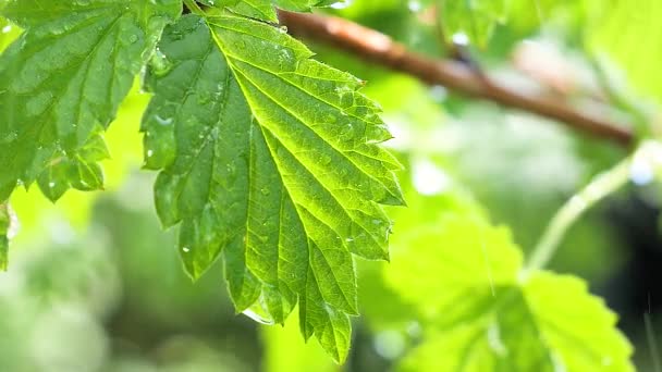 Folha Verde Com Gotas Chuva Verão Natureza Desenvolve Vento — Vídeo de Stock