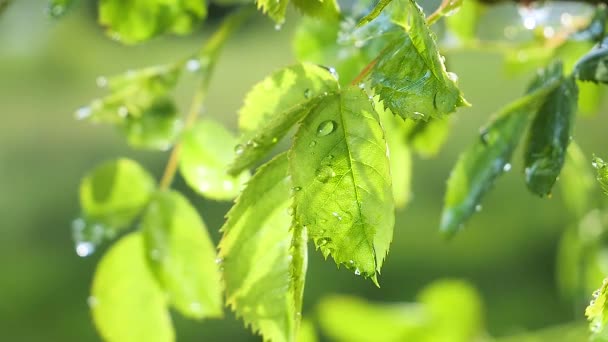 Folha Verde Com Gotas Chuva Verão Natureza Desenvolve Vento — Vídeo de Stock